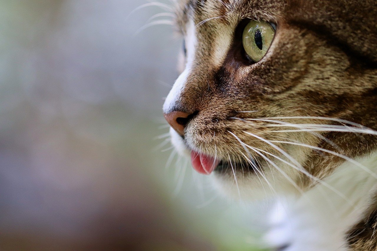 cat, cat tongue, cat eyes-5628953.jpg