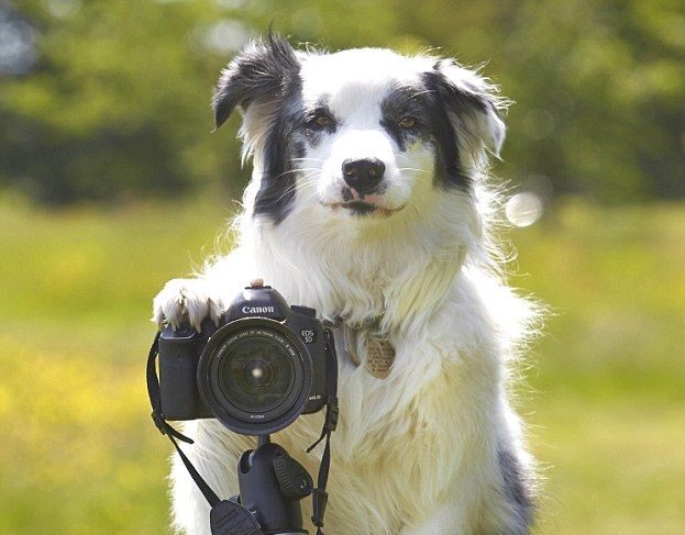 σκύλος με κάμερα