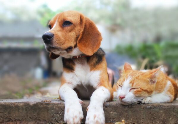 Best Pet Insurance in Greece by Hoolie