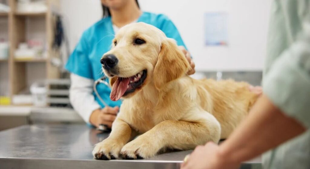 Hoolie Pet Insurance: Η καλύτερη ασφάλεια για τον καλύτερό σου φίλο