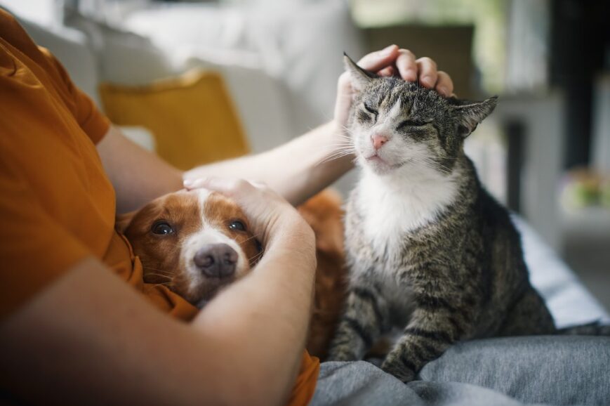 Ασφάλιση Κατοικιδίου Hoolie Pet Insurance – Γιατί κάθε κατοικίδιο αξίζει φροντίδα χωρίς όρια