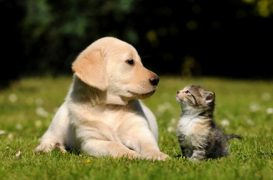 Ασφάλεια κατοικιδίου μόνο από Hoolie Pet Insurance!