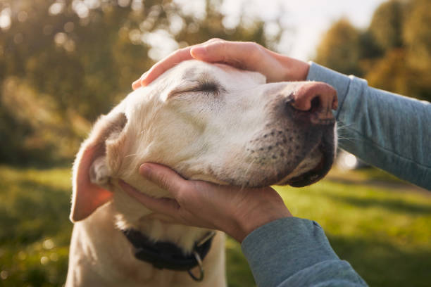 Hoolie Pet Insurance: Η πιο σύγχρονη ασφάλιση κατοικιδίων ήρθε στην Ελλάδα και αλλάζει τα δεδομένα!