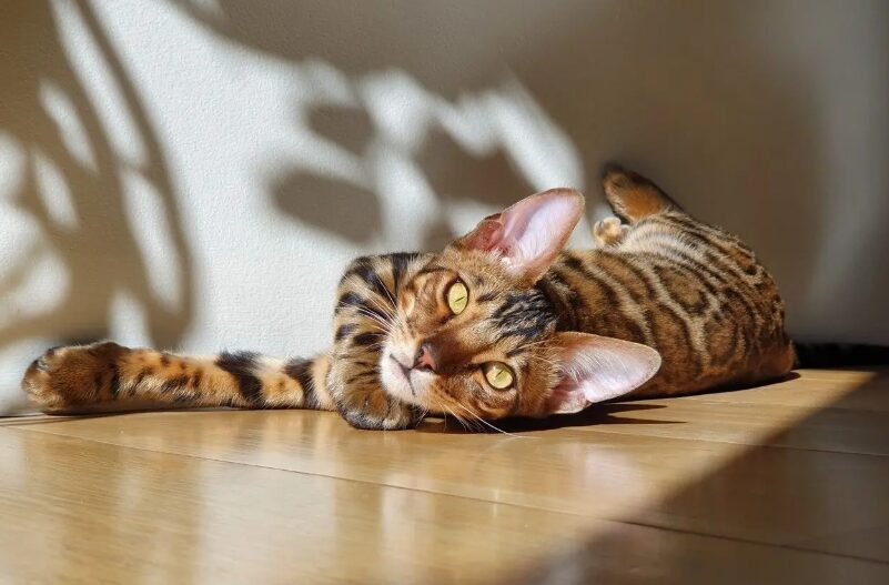 Πλήρης Ασφάλιση Κατοικιδίων από τη Hoolie Pet Insurance!