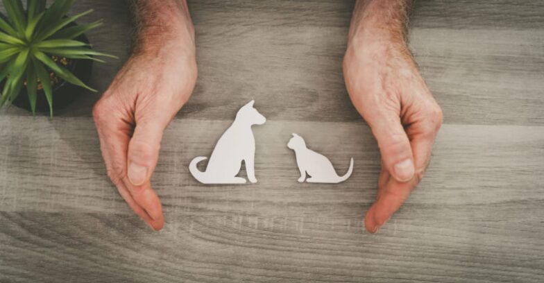 The Best Pet Insurance in Greece by Hoolie