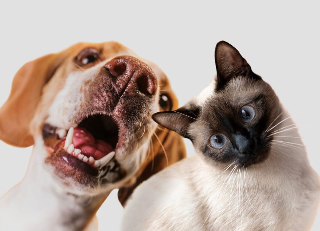 Hoolie: Η ελληνική Pet-Tech Startup που “ποντάρει” στην ασφάλιση για να κυριαρχήσει στην αναδυόμενη αγορά κατοικιδίων