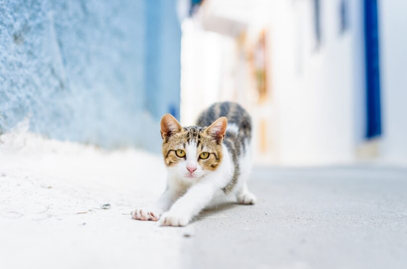 Pet Insurance στη Σαντορίνη και Πάρο - Γιατί η Hoolie είναι μοναδική!