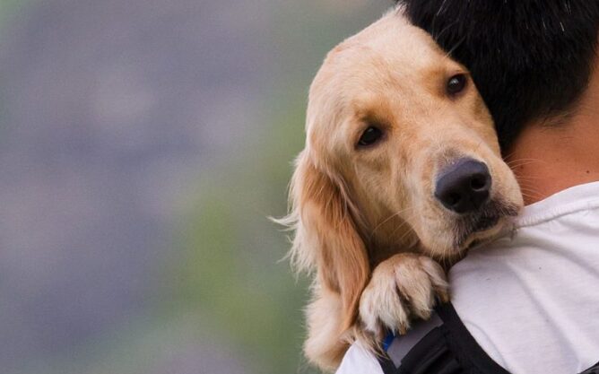 Pet Insurance στη Μύκονο - Γιατί η Hoolie είναι μοναδική!