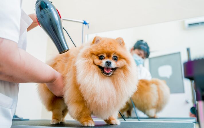 Hoolie Pet Insurance: Η νέα προστιθέμενη αξία για κάθε επαγγελματία στον κλάδο των κατοικιδίων