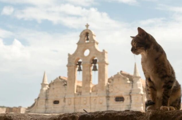 Pet Insurance στην Κρήτη – Γιατί η Hoolie είναι μοναδική!
