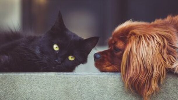 Pet Insurance στην Κύθνο – Γιατί η Hoolie είναι μοναδική!