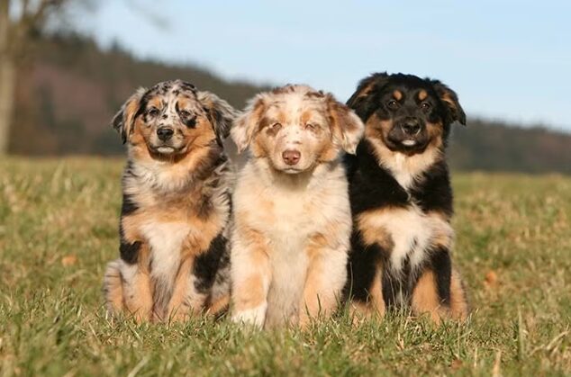 Pet Insurance σε Κυπαρισσία, Πύργο & Καλαμάτα – Γιατί η Hoolie είναι μοναδική!